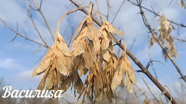 13 февраля День Никиты.Что нельзя делать 13 февраля. Народные Приметы и Традиции Дня. смотреть онлайн