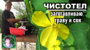 Чистотел цветет Показываю как заготавливаю траву и сок чистотела
