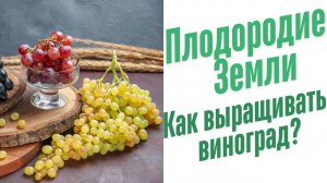 Как выращивать виноград?