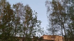 Пятница Птичья трель во всех дворах Прогулка