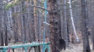 Медведя, пойманного на Ольхоне, выпустили на волю