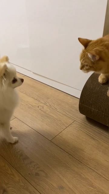 Напал на собаку! #няшка #животные #юмор #померанскийшпиц #dog #cutedog #funny #pet смотреть онлайн