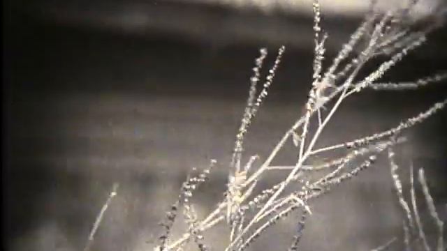 Карабиха- музей-усадьба Н.А. Некрасова. Школфильм, 1981г. смотреть онлайн