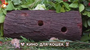 Видео для кошек про крысок развлекать питомцев 🐭🐀😂 (106)