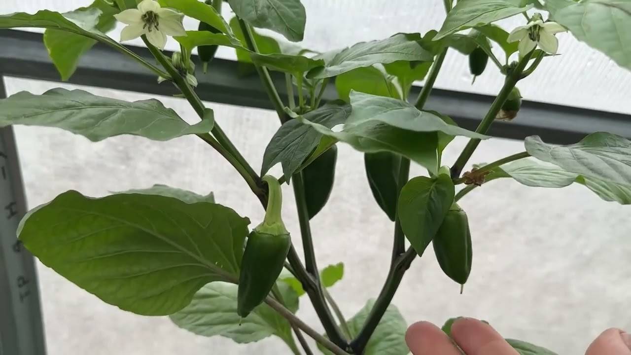 🌶️ ПРАВИЛЬНАЯ ФОРМИРОВКА ПЕРЦА: Что нужно ОБЯЗАТЕЛЬНО удалить для большого урожая! ✂️