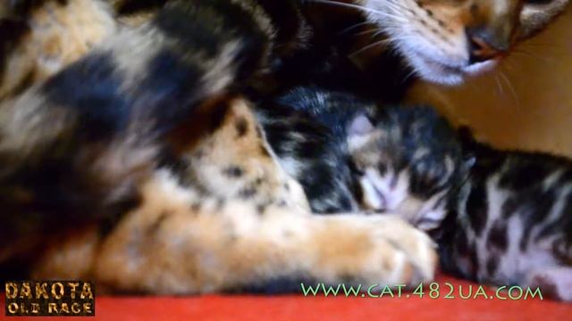 Котята бенгальской кошки   день 4 смотреть онлайн