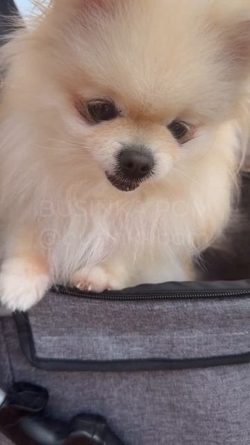 Буся шпиц в коляске приехала в пляжный бар cuteanimal pets cutedog cute cutepomeranian