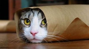 ПРИКОЛЫ С ЖИВОТНЫМИ ДО СЛЕЗ #46 Смешные КОТЫ И СОБАКИ Приколы