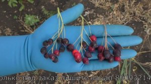 ирга сорта ПРИНЦЕССА ДИАНА  и  БАЛЛЕРИНА