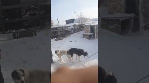 Спаривание алабаев