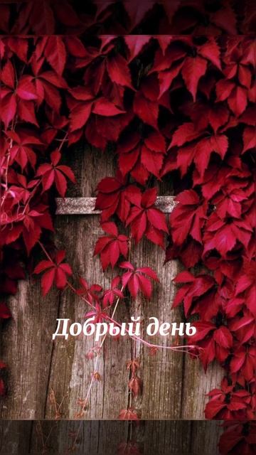 Заставка добрый день смотреть онлайн