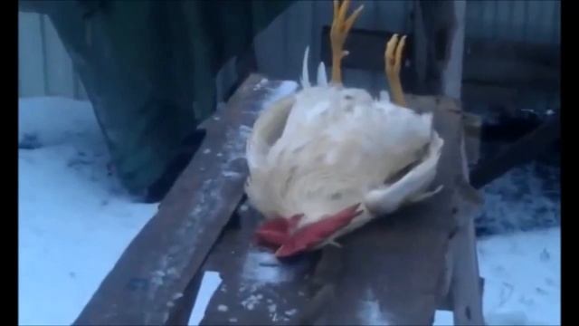 Как резать петуха  Самый веселый инструктаж! Смотри не пожалеешь!