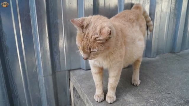 Ах уж эти кошки! Oh those cats!