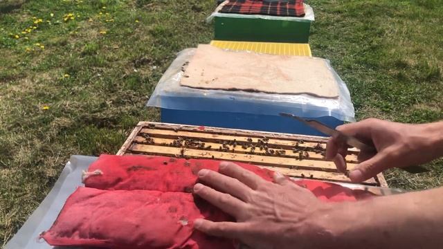 Обзор семьи воспитательницы и осмотр первой прививки. смотреть онлайн