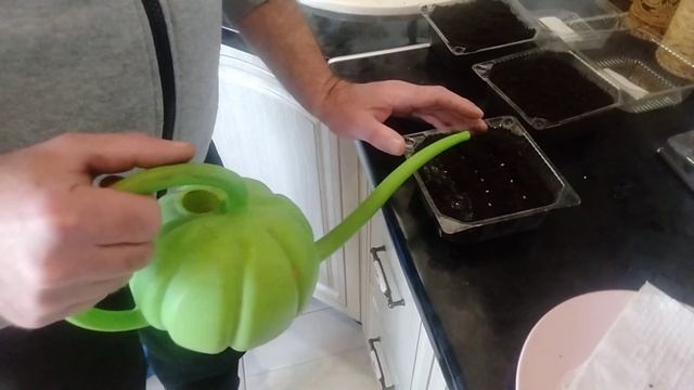 Пора сеять помидоры для весеннего салата.#помидоры#да? смотреть онлайн