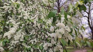 Таврический сад 17.05.25.