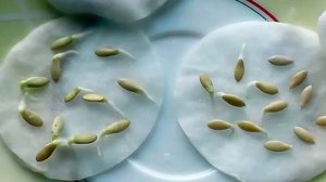 Какие семена лучше сажать? Старые или новые?