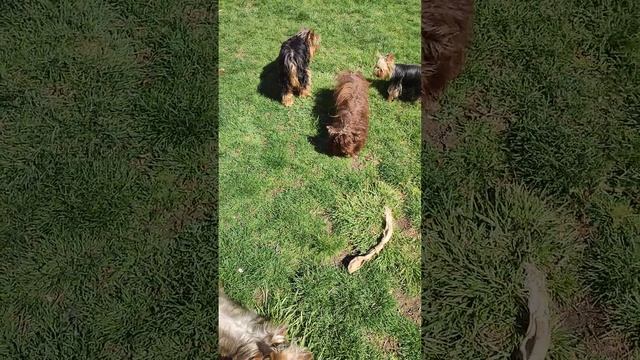 Гуляем, наслаждаемся теплом Щеночки Йорк,Шпиц в продаж Доставка возможна+79788972514 смотреть онлайн