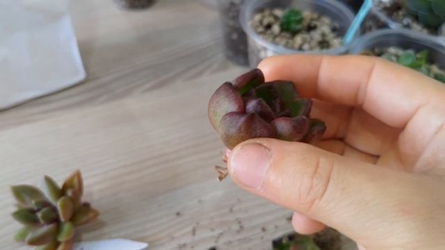 радость 🔥 посылка ❤️ от сукко Ленки #суккуленты смотреть онлайн