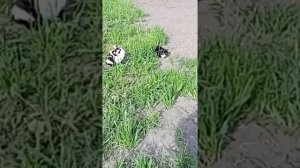 , 🐈🐈⬛