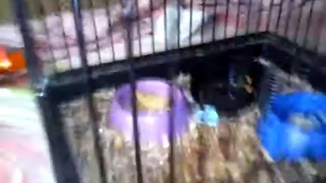 Обзор на моих животных🐈🐁 смотреть онлайн