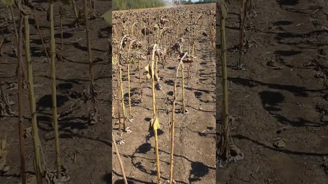 уборка подсолнечника гибрид Туника смотреть онлайн