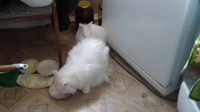 заяц наказал кота смотреть онлайн