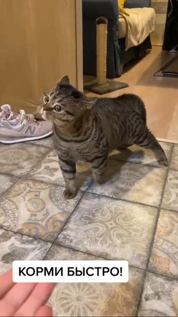 Кот просит есть.Подпишись 🙏🙏🏻🙏 смотреть онлайн