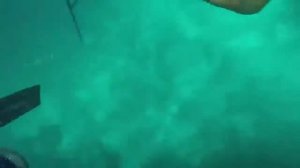 Нападение акулы