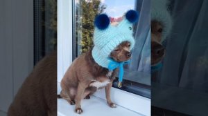 Вязаные комбинезоны и шапочки из пуха-норки для собач?