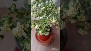 Пилея мелколистная вариегатная.Обзор комнатных растений из моей домашней коллекции.