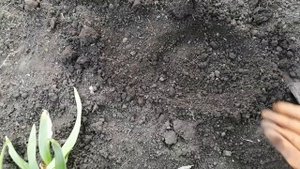 Высаживаем гладиолусы🌷🌷🌷