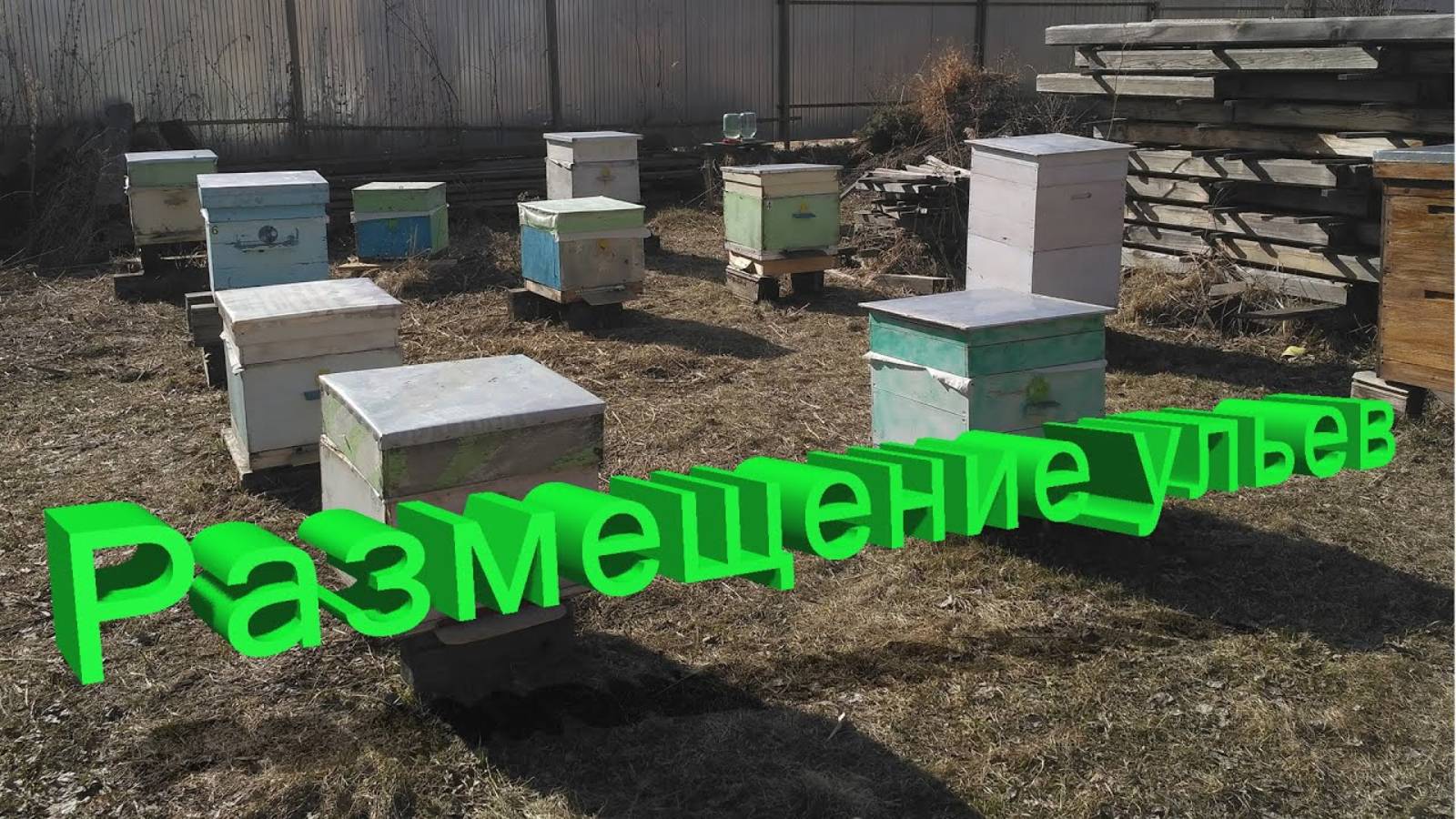 Оптимальная расстановка ульев: профессиональные советы от профессора Кашковского