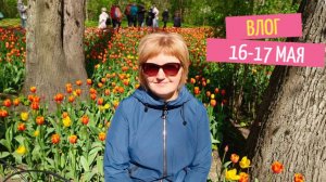 Продвижения,покупки и фестиваль тюльпанов