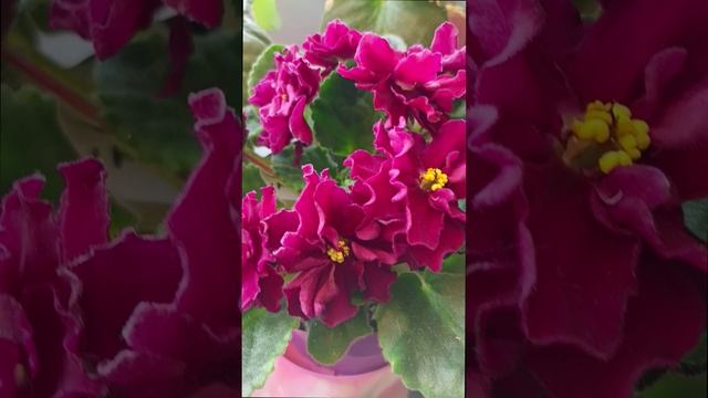 Мамины Цветущие Фиалки 17.05.2025!
