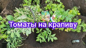 Второй сезон высаживаю томаты этим способом! Что положил в лунку для богатого урожая.