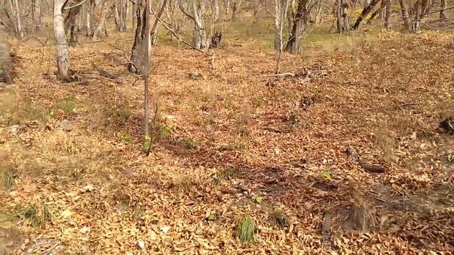 Бештау ищем ковш 31.10.2020