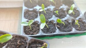 Будни многодетной мамы /Гуляю с внуком/Удаление татуажа бровей🥺Готовлю ужин