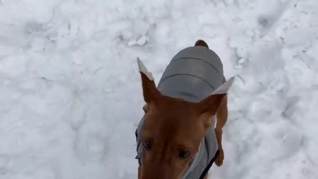 Продаётся костюм на миниатюру. Непромокаемая, непроду смотреть онлайн