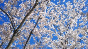 ОДИН РАЗ В ГОД САДЫ ЦВЕТУТ, ИЛИ ПОРА ВСПОМНИТЬ О ЛЕТЕ.