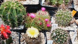 Маммилярии.Лобивии.Эхинопсис.Цветение кактусов.