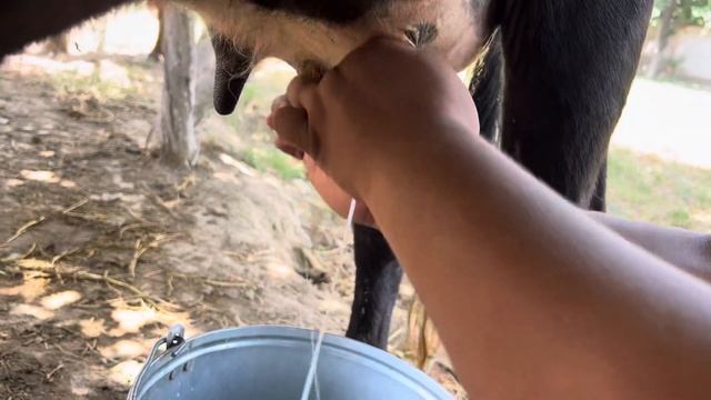 Як сар гови фуруши супер тел 905 00 80 03 навори  тоза  26 06 2024г смотреть онлайн