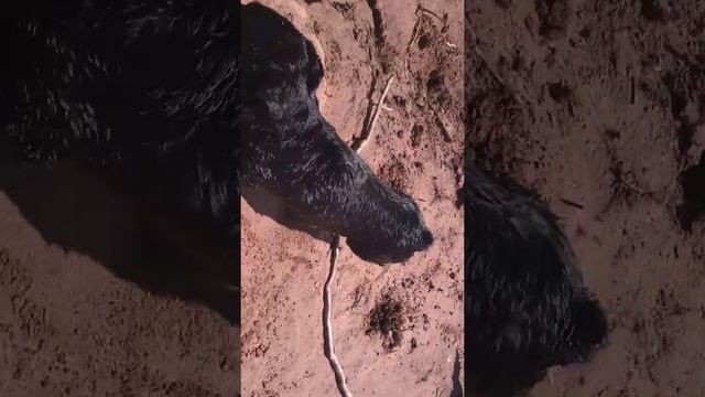 Любознательные коровы. смотреть онлайн