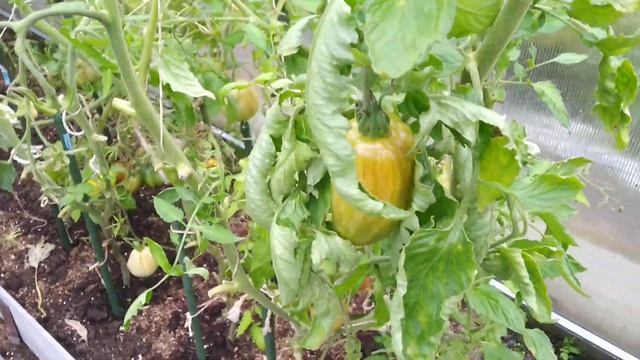 Сбор урожая яблок, начало августа 2019г. Владения тёщи. смотреть онлайн