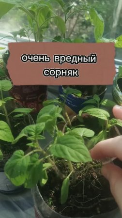 Очень странный сорняк