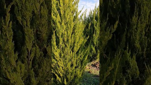 Дуже красивий та популярний китайський ялівець 'Спарт