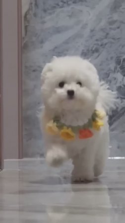 Собачий смехозавр! Хвостатый юмор 😂🐕