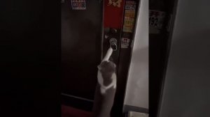 Коты.mp4