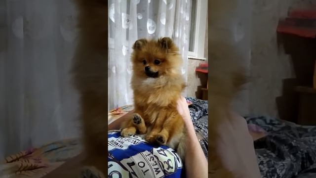 Шпиц Умка любит кушать смотреть онлайн