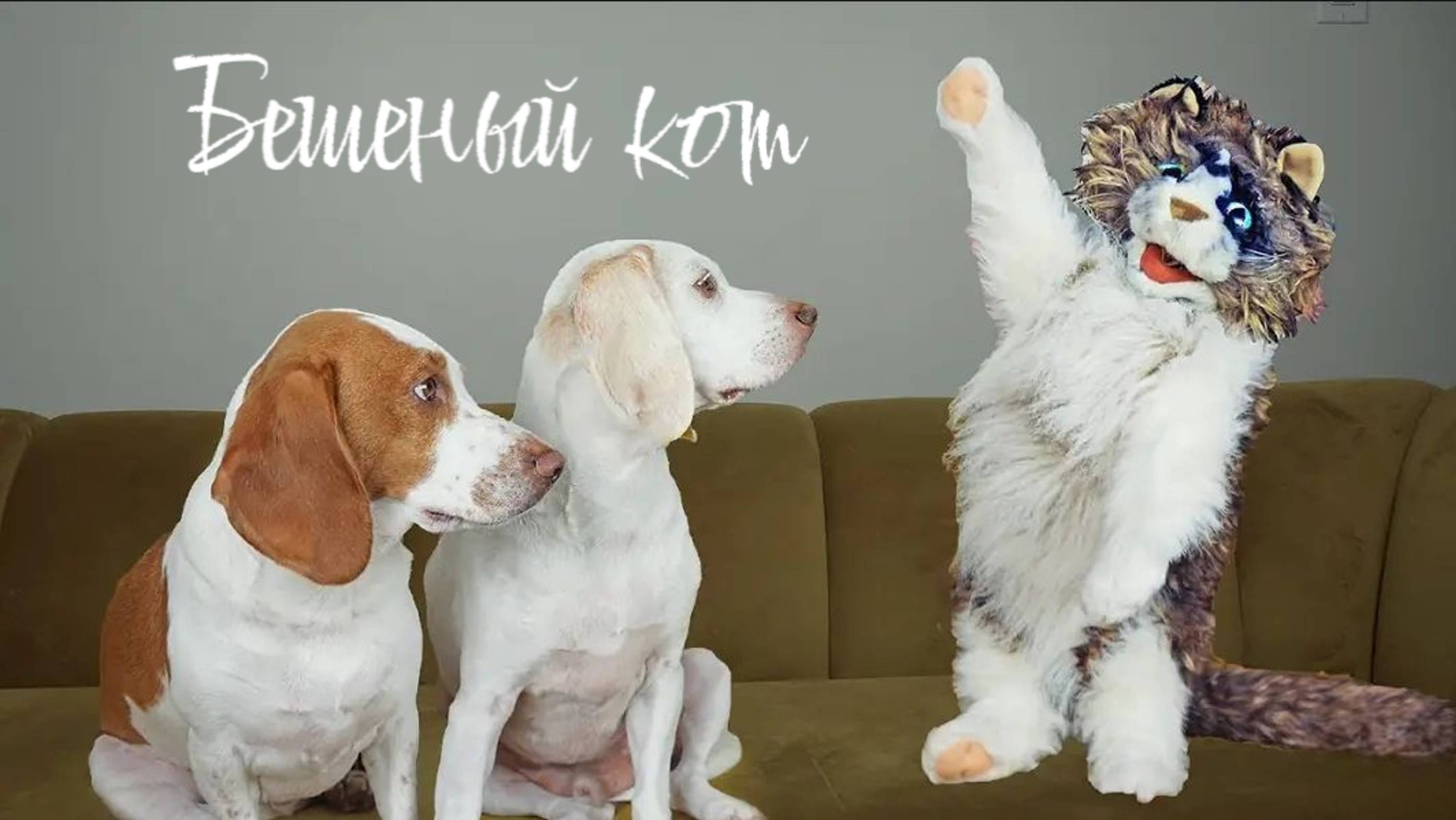 смешные собачки против бешеного кота
